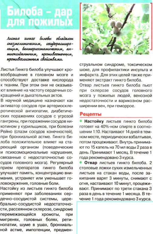 Гинкго билоба, лист 50г в Хабаровске