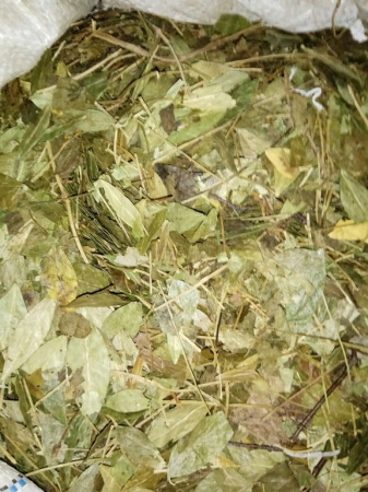 Барвинок трава 100 гр. в Хабаровске